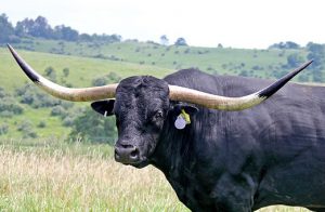 longhorn bull